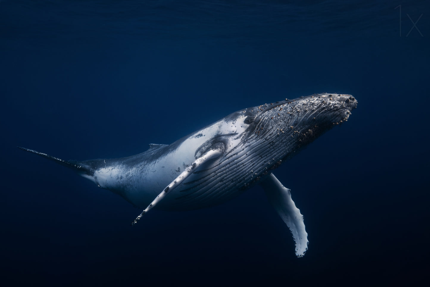 Humpback whale in blue fototapet
