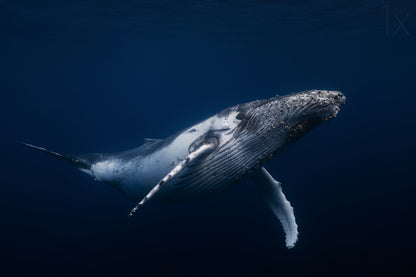 Humpback whale in blue fototapet