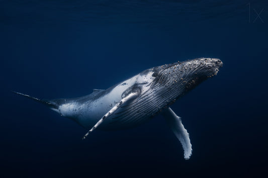Humpback whale in blue fototapet