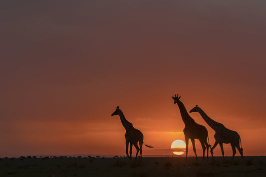 A Walk on the Wild Side fototapet