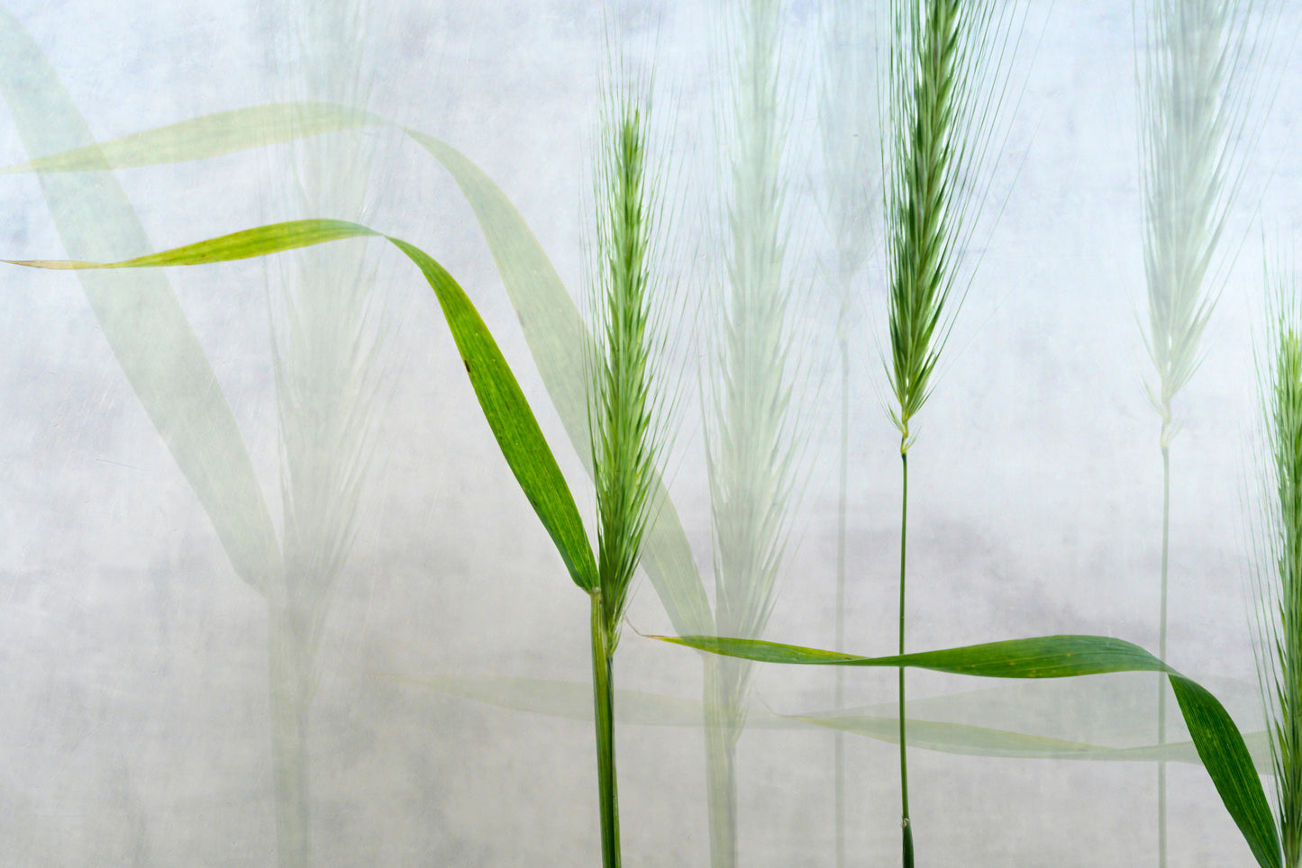 Wavy green fototapet