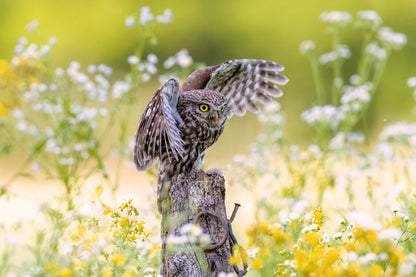 A ghost among the flowers fototapet