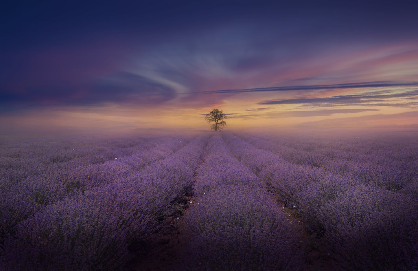 Misty Lavender Field fototapet