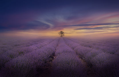 Misty Lavender Field fototapet