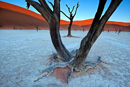 Ancient trees in the Vlei fototapet