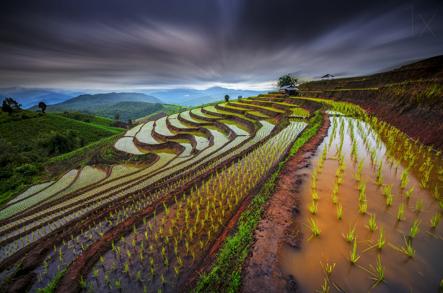 Unseen Rice Field fototapet