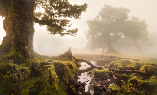 Fanal Forest fototapet