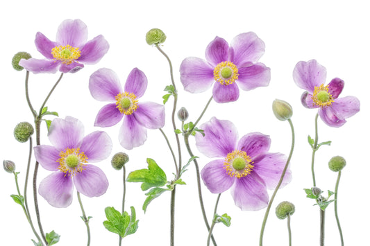 Anemone Japonica fototapet
