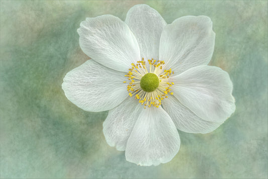 Anemone ‘Honorine Jobert’ fototapet