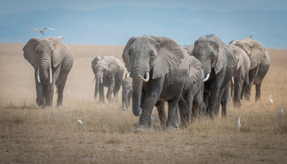 Remember the Titans fototapet