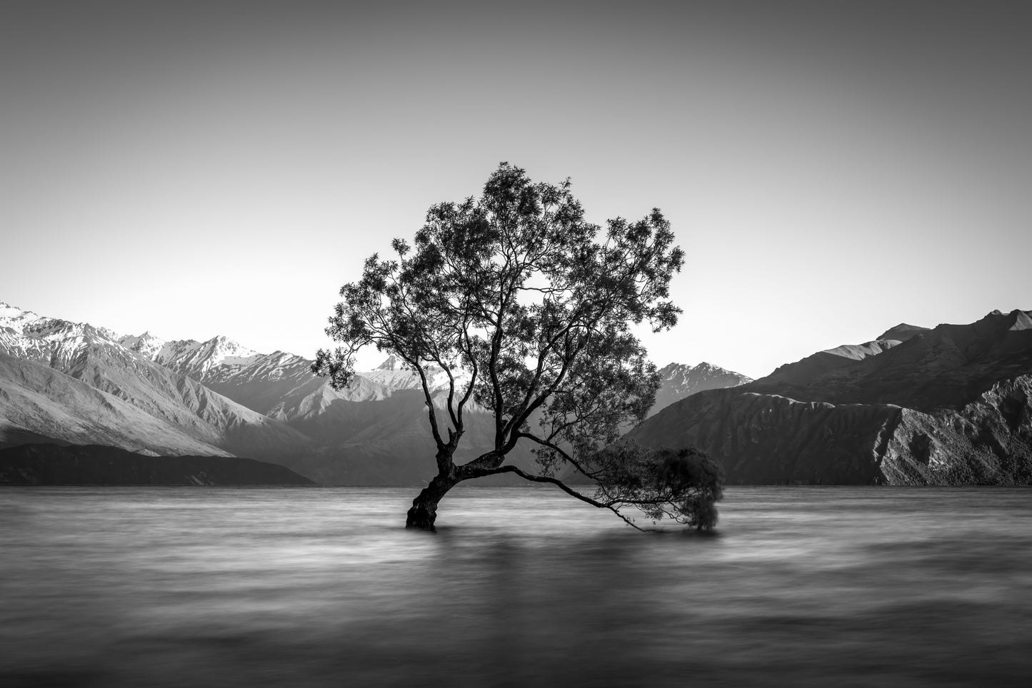 wanaka tree fototapet