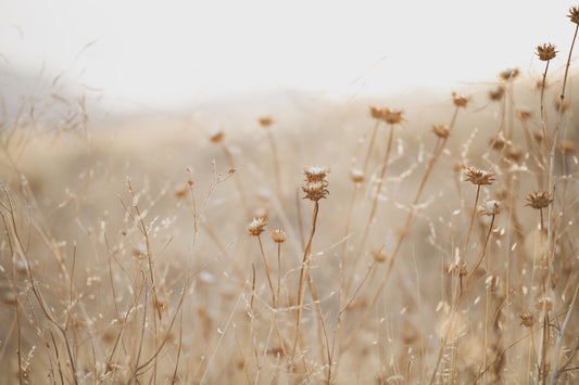 winter thistle no.2 fototapet