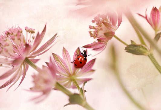 Ladybird and pink flowers fototapet