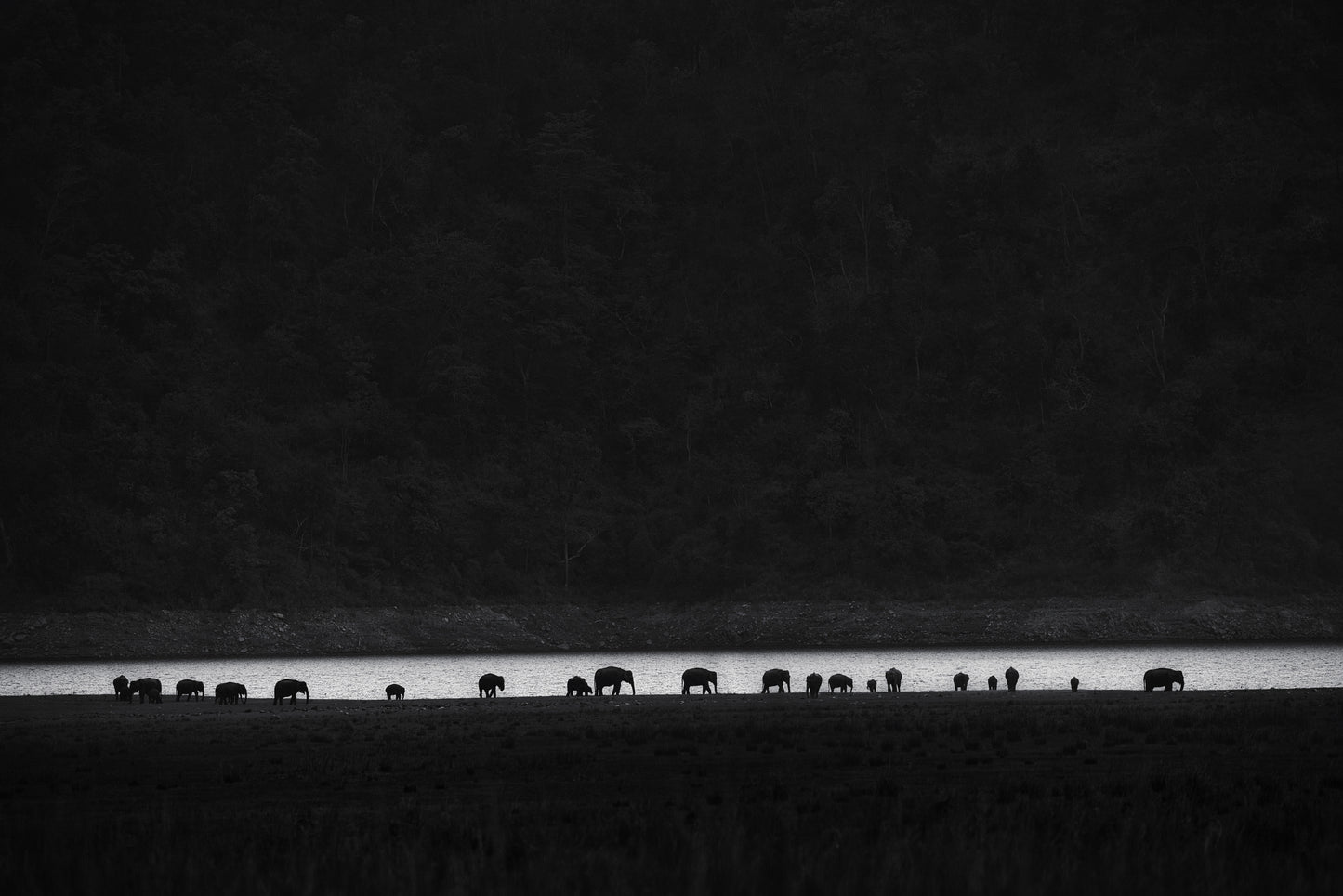 ants or elephants fototapet