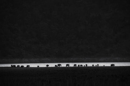 ants or elephants fototapet