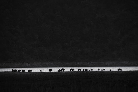 ants or elephants fototapet