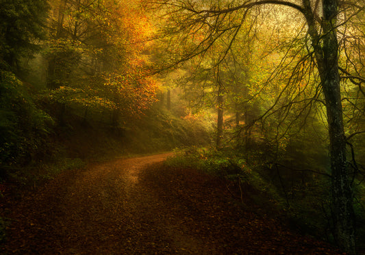 Way in autumn fototapet