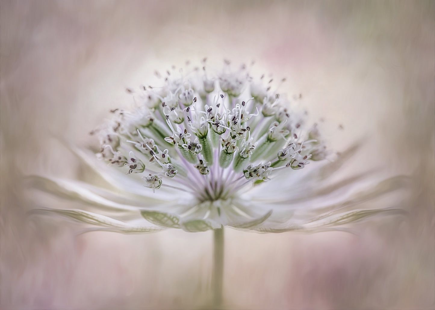 Waiting for better days fototapet