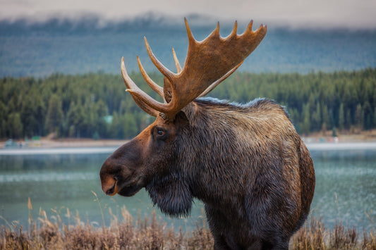 Moose fototapet