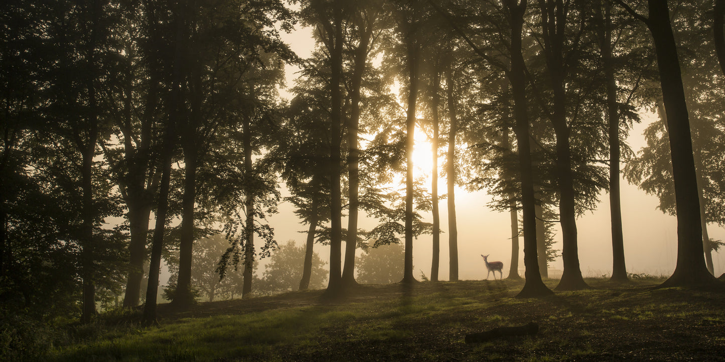 Deer in the morning mist. fototapet