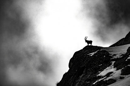 Where ibex dare fototapet