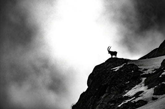 Where ibex dare fototapet