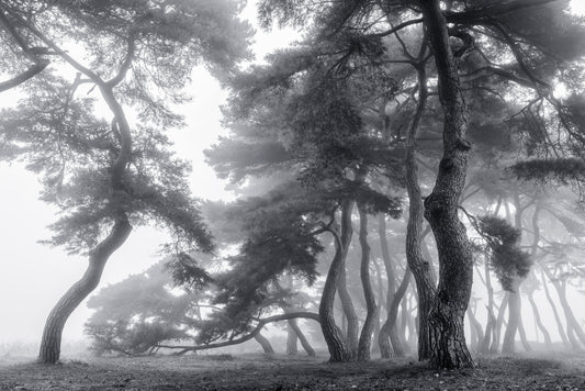 Endure for a hundred years fototapet