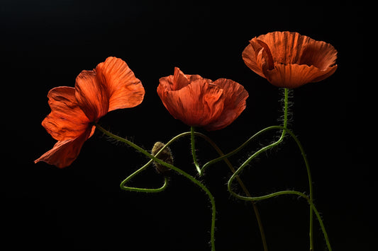 Around Midnight #2 fototapet