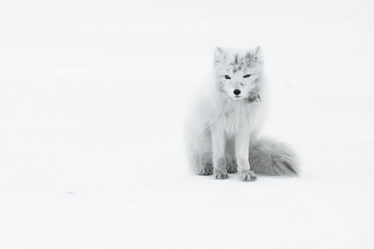 Arctic Fox fototapet