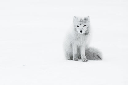 Arctic Fox fototapet