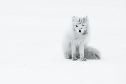 Arctic Fox fototapet