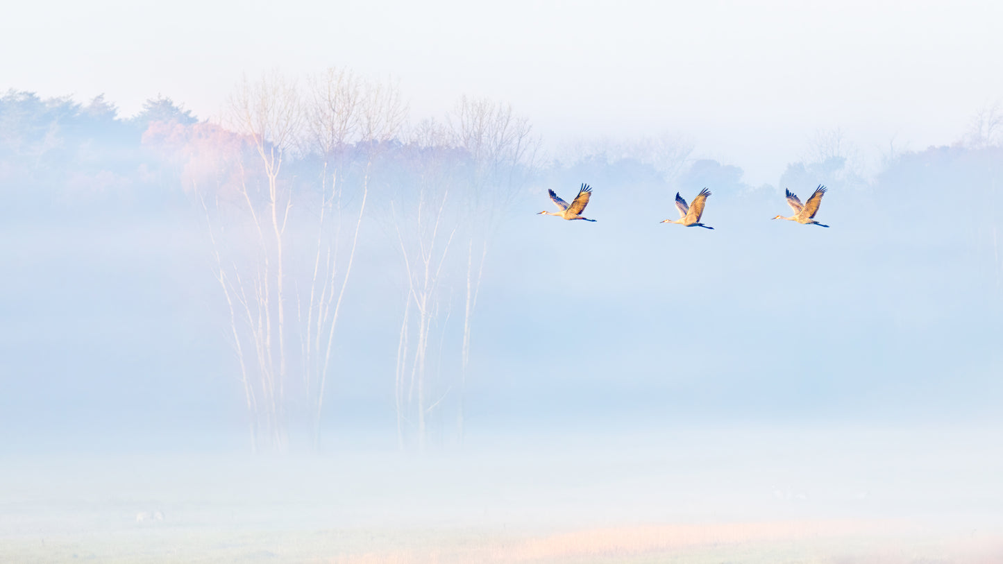 Wonderland fototapet