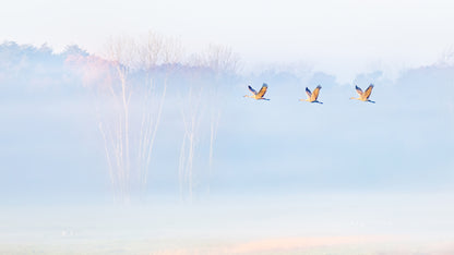 Wonderland fototapet