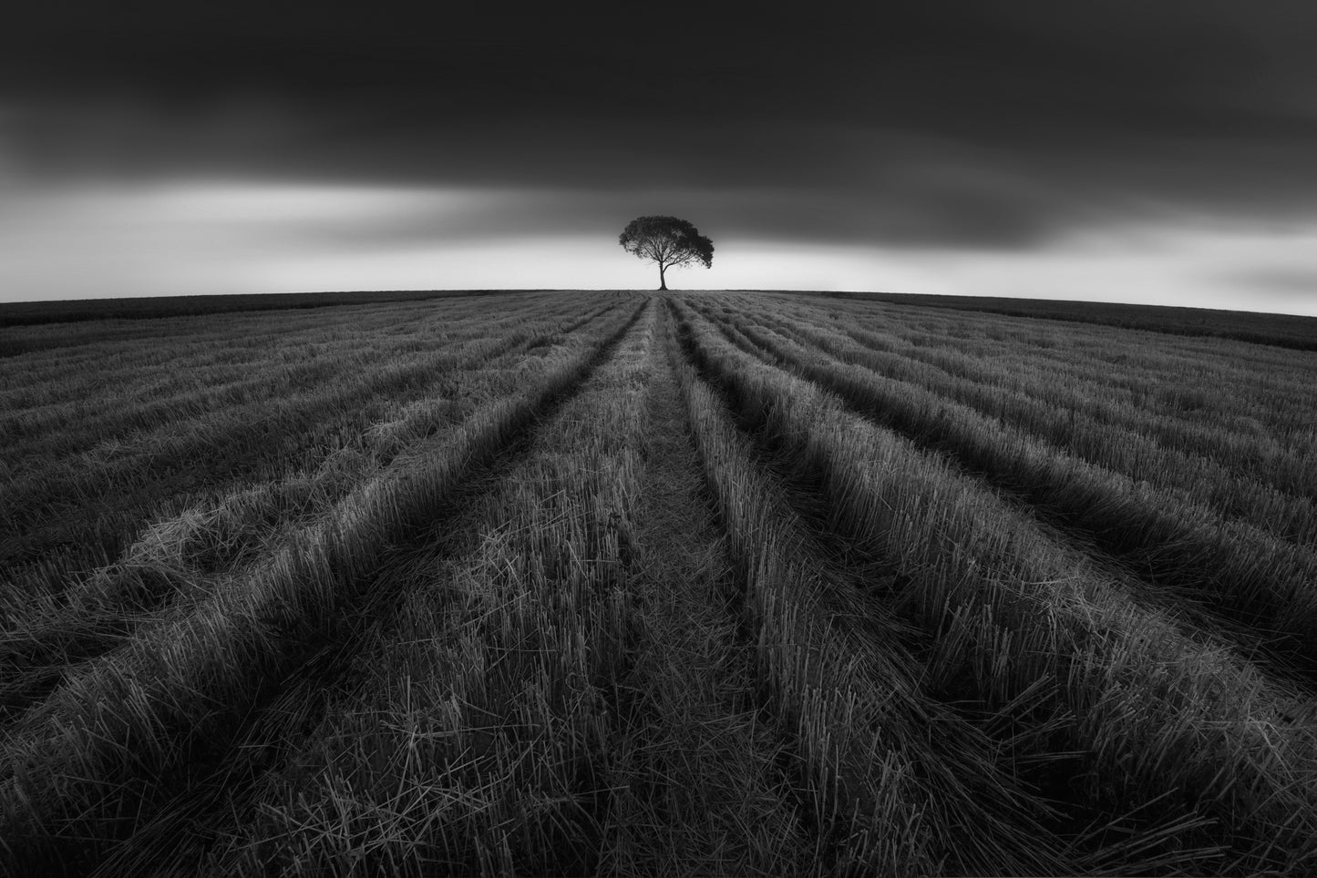 wheat field after harvest fototapet