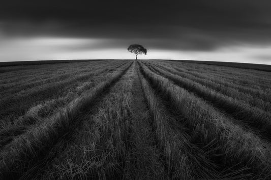 wheat field after harvest fototapet
