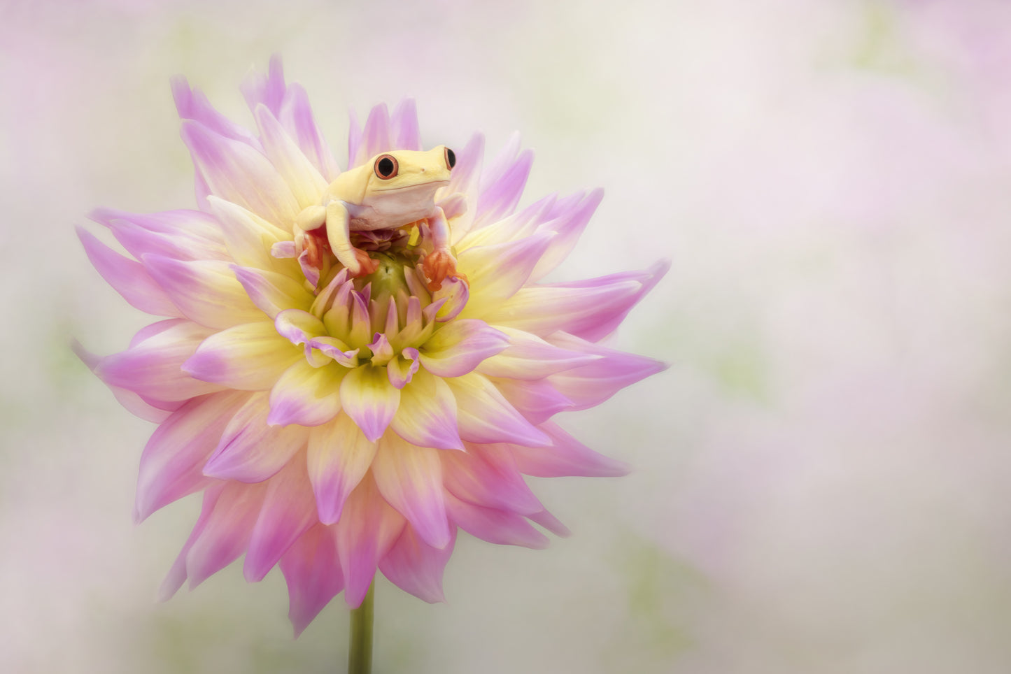 Albino Red Eyed Tree Frog on a Dahlia fototapet