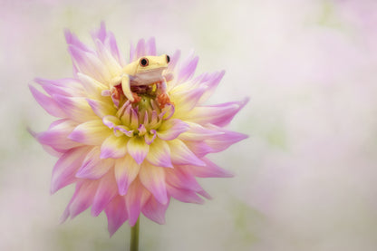 Albino Red Eyed Tree Frog on a Dahlia fototapet