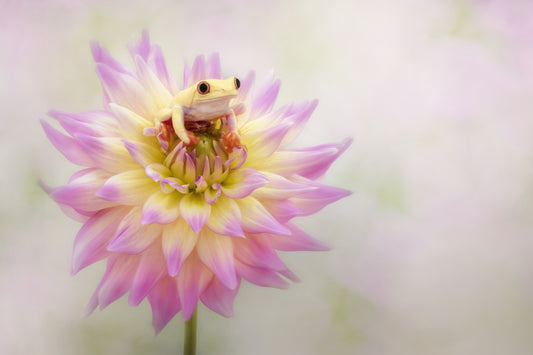 Albino Red Eyed Tree Frog on a Dahlia fototapet