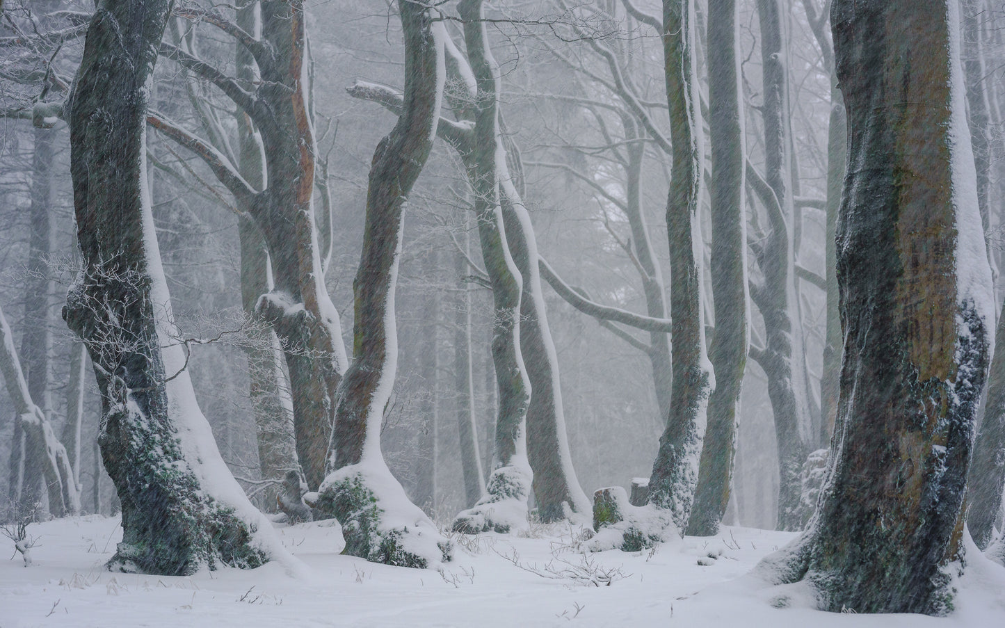 Breath of winter fototapet