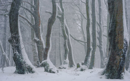 Breath of winter fototapet