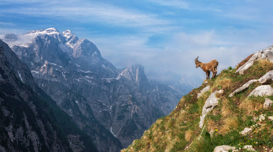 Alpine Ibex in the mountains fototapet