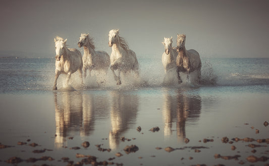 Camargue Horses fototapet