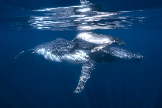 A humpback whale and its calf fototapet