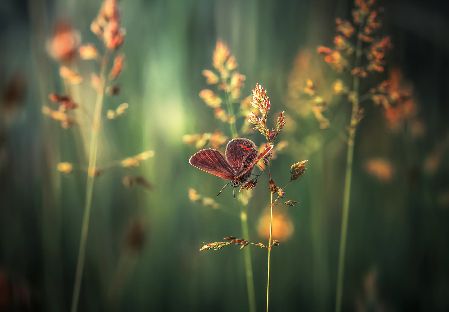 Last Light fototapet