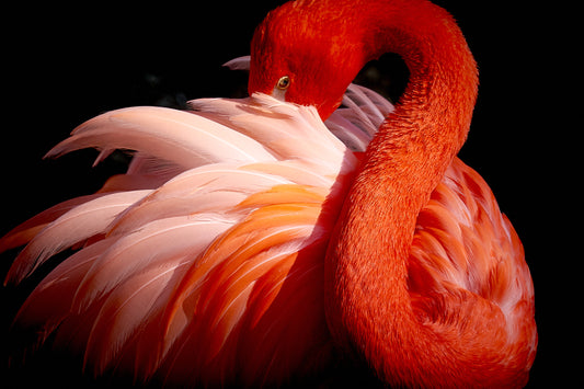 flamingo fototapet