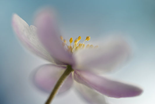 Against the sky fototapet