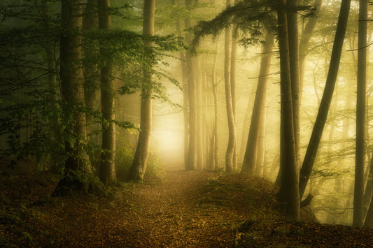 Mysterious spring morning fototapet