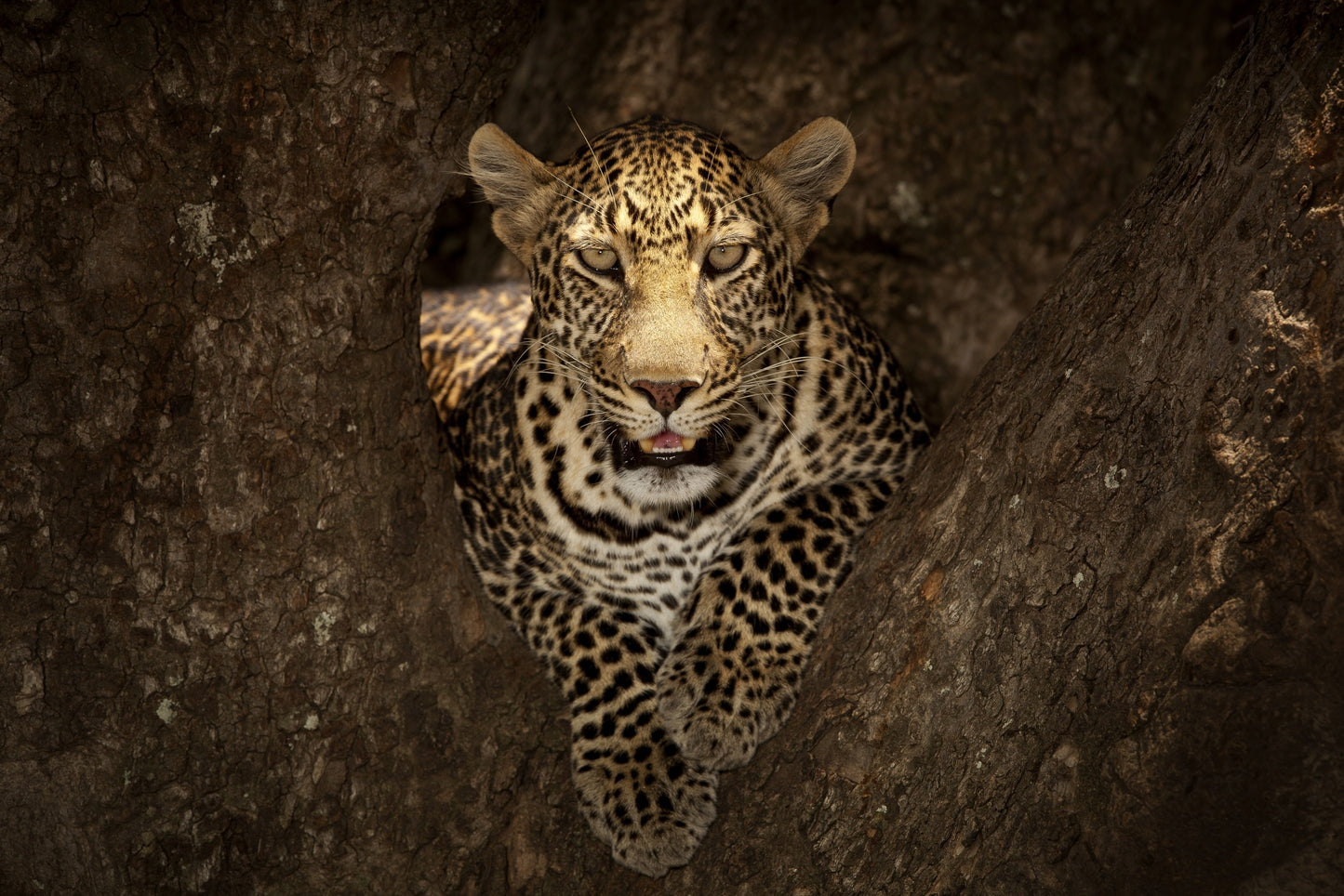 Leopard Resting on a Tree at Masai Mara fototapet