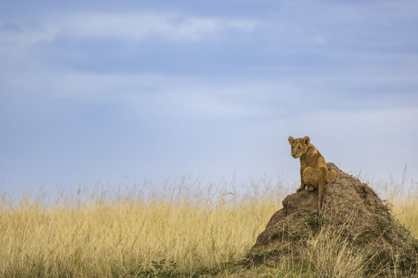 The Prince fototapet