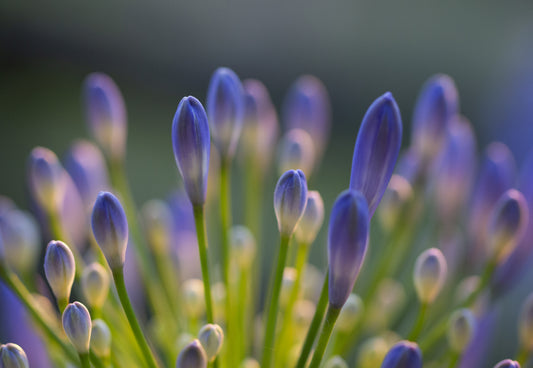 Agapanthus Closeup fototapet